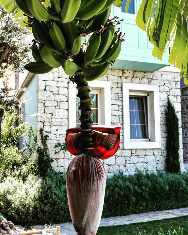 Cassiopeia Hotel Alaçatı Zewnętrze zdjęcie